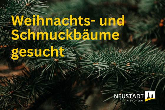 Weihnachts- und Schmuckbäume gesucht