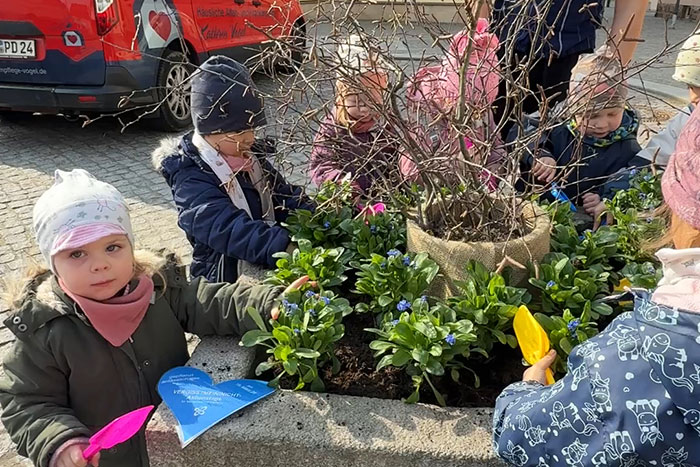 Pflanzen der Vergissmeinnicht Pflanzen der Vergissmeinnicht